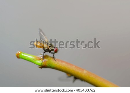 Flies perch on branches (soft focus)