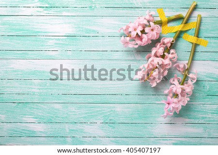 Background  with fresh  pink flower on aquamarine  wooden planks. Selective focus. Place for text.