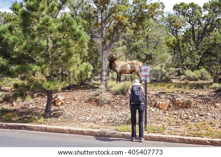 Tourist taking picture of a deer standing by a road, shallow depth of field with animal in focus.