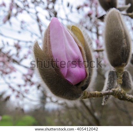 Close up of the Flower Head of Magnolia 'Dawsoniana' near the Rural Village of Batsford in the Cotswolds, Gloucestershire, England, UK