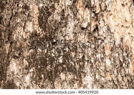 Close-up of Tree Texture