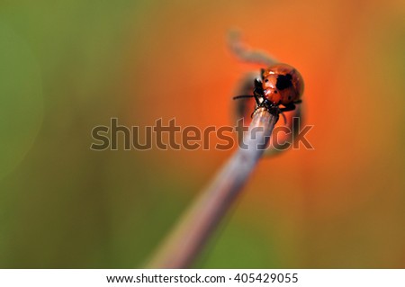 Isolated bug on naturel background close up