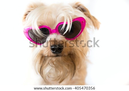 Small dog with heart shaped sunglasses on a white background