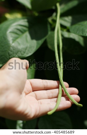 Yardlong beans 