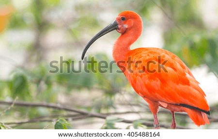 red bird on the tree