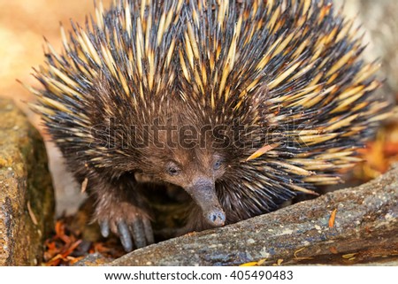 A Short-Beaked Echidna foraging in Australia Royalty-Free Stock Photo #405490483
