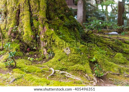 Close up of beautiful rtree with moss cover on moutain in kaga city japan.