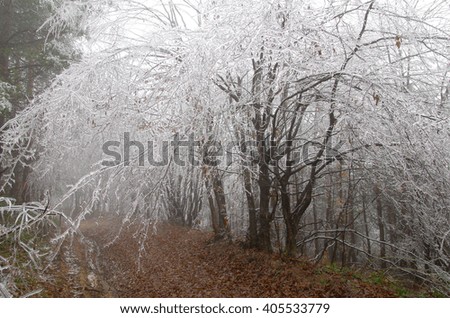 Cold and fog. Branches of trees icing.
