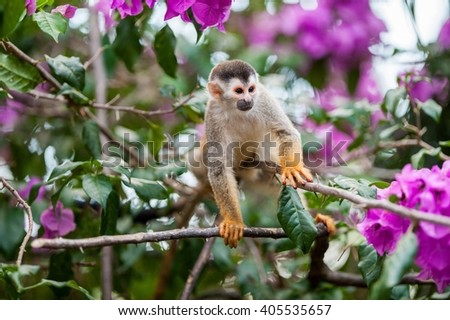 The squirrel monkey and pink flowers. The squirrel monkey saimiri sits in a magnificent environment of colors. The common squirrel monkey (Saimiri sciureus) is a small New World monkey