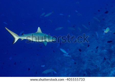 White grey shark jaws close up portrait while looking at you while diving in maldives