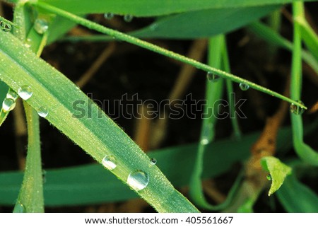 Drops of water on the grass