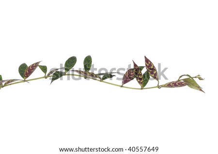 Isolated leaves green with brown