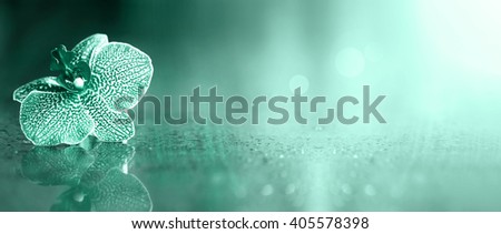 Beautiful light blue orchid flower banner with copy space