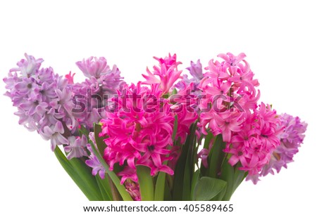 bouquet of Pink and violet hyacinths  close up  isolated on white background
