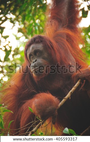 Orangutan at the Semmengoh Wildlife Sanctuary near Kuching in Borneo