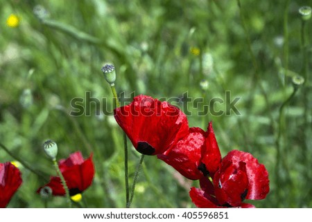 Red Poppy and white daisy flowers in a natural green field