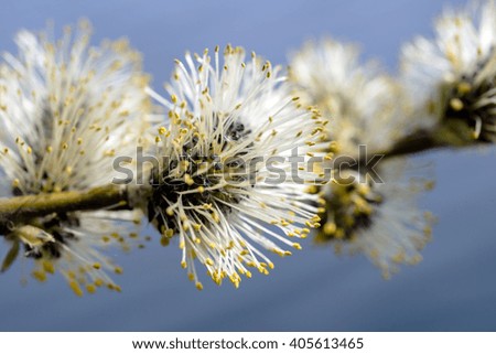 Willow flowers close-up