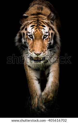 An Amur Tiger Prowling in the Grass Against a Black Background