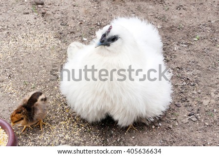 White hen and chickens on a farm