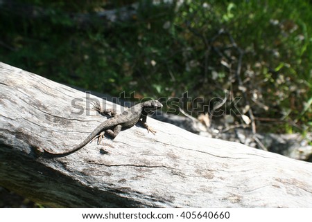 Reptile Stock Photo High Quality