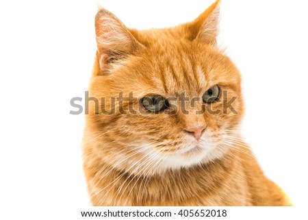 ginger cat isolated on white background