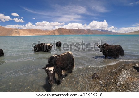 Mountain yaks drinking from Pangong Tsu, a high altitude lake in Ladakh, Himalayan India.