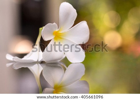  Plumeria flowers reflection nature bokeh . (frangipani flowers, Frangipani, Pagoda tree or Temple tree)Flower blooming fresh abstract blur with over light.