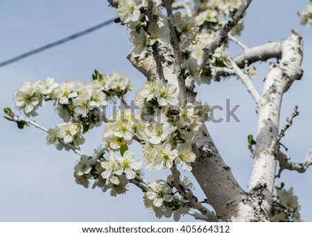 Plum flowers blossom in spring time with bees on the nice white flowers