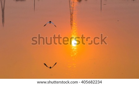 sunset with bird