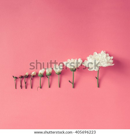 Creative arrangement of flowers on pink background. Blooming concept. Flat lay Royalty-Free Stock Photo #405696223
