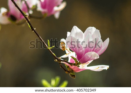 magnolia tree in bloom, a flower on a branch on a sunny spring morning