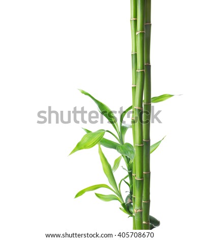 Branches of bamboo isolated on white background Royalty-Free Stock Photo #405708670