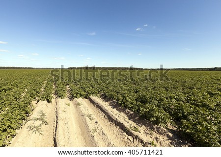   Agricultural field on which grows green potatoes. summer time