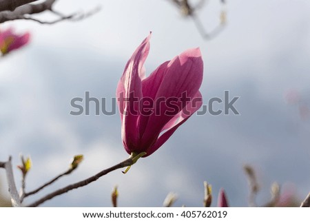 Blooming magnolia flower at the blue sky background