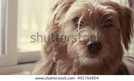 Dog near Window