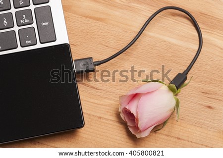 Beautiful pink rose connected with a usb cable to the laptop
