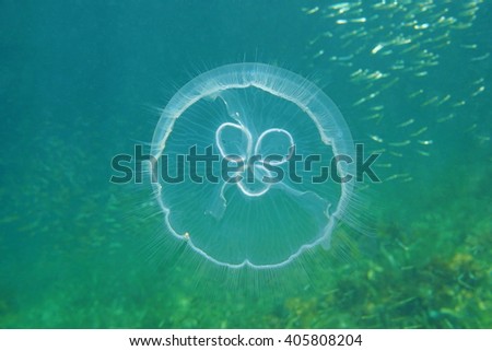 A moon jellyfish, Aurelia aurita, underwater in the Caribbean sea