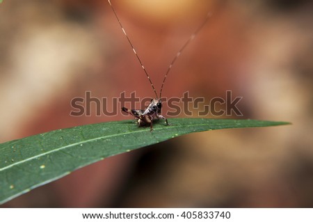 The small brown Grasshopper stand on the leaf, the world of small creature
