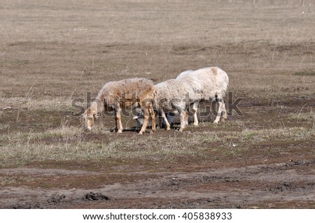 Walking two sheep in field