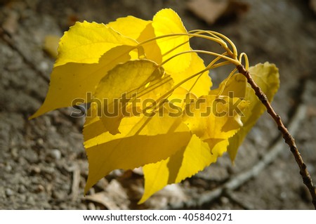 Autumn landscape with yellow and golden leaves in Castilla la Mancha, Spain