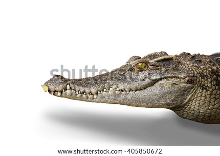 Crocodile  isolated on white background Royalty-Free Stock Photo #405850672
