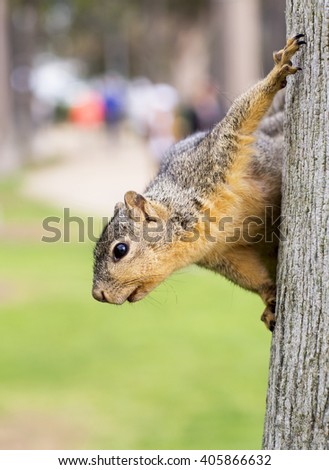 Portrait of squirrel close-up. Large squirrel on the trunk of a tree on a green background. 