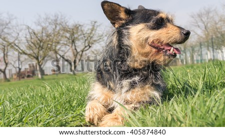 A detail of a healthy looking old dachshund dog looking in to camera with protruding pink tongue during lovely spring time in the garden with trees relaxing on the grass