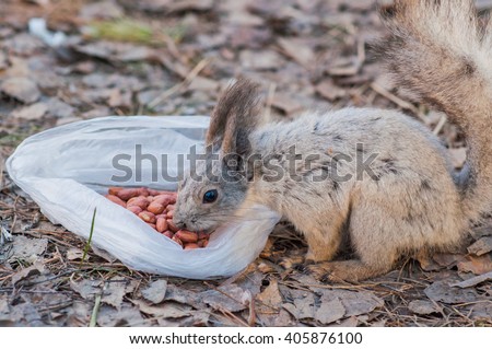 Squirrel eats peanut from the package in a forest