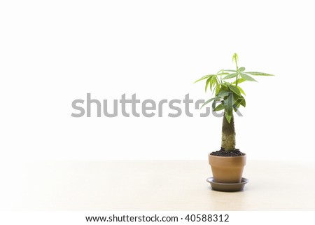 A beautiful green plant and white background.
