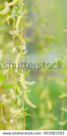 Weeping willow tree spring flowers close up details on blurred background