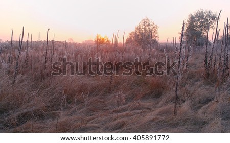 dry grass in the meadow near the woods covered with frost cold foggy morning.