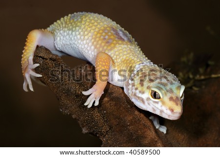 a picture of a little yellow lizard