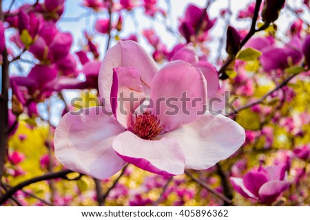 Bloomy magnolia tree with big pink flowers.. Spring is here.Blooming magnolia in spring time, pink magnolia flowers.