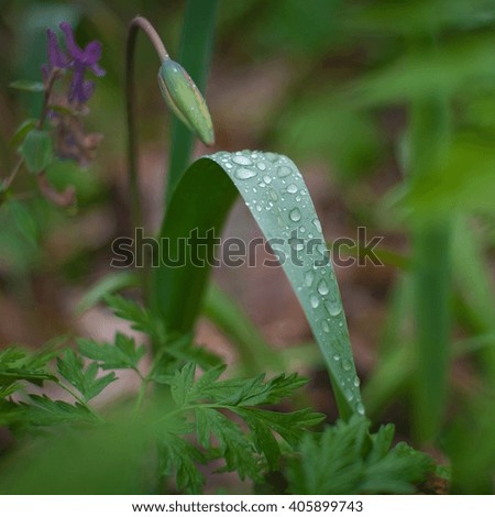  Morning dew on green leaves large drops